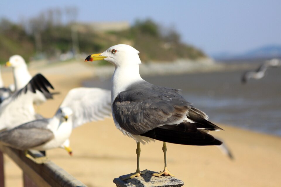 Dongmak incheon beach west coast
