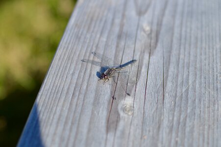 Dragonfly summer national park