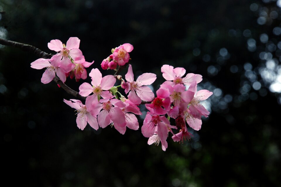 Sacura pink flower section