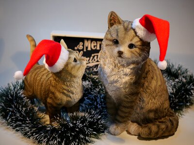 Cat christmas nicholas photo
