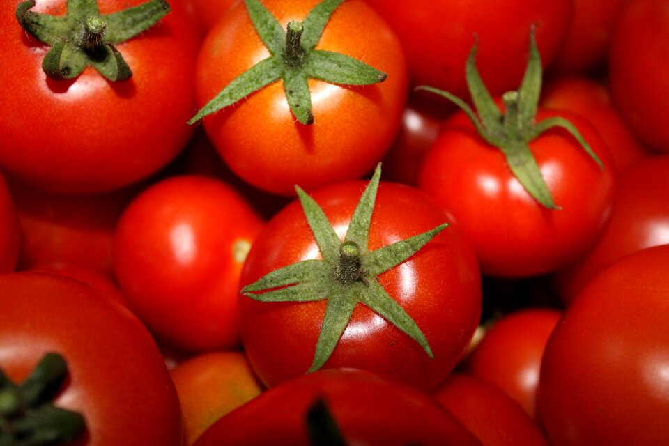 Harvest food vegetarian