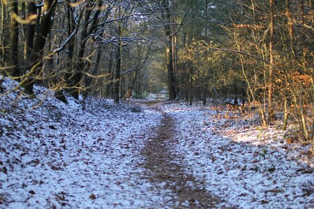 Winter landscape forest snow