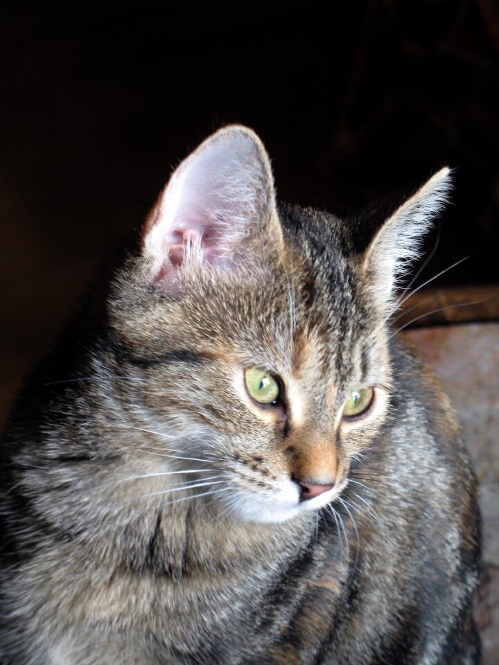 Mackerel curious cat