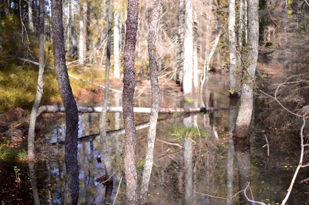 Oak national park summer