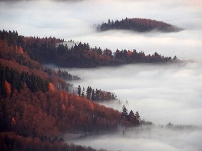 Smoke mist trees photo
