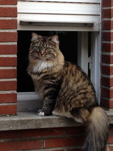 Cat pet cats
