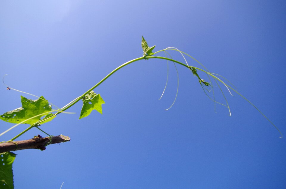 Summer plant vineyard