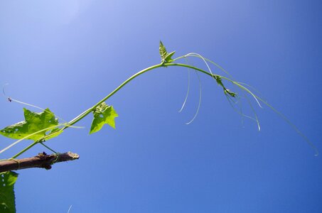 Summer plant vineyard