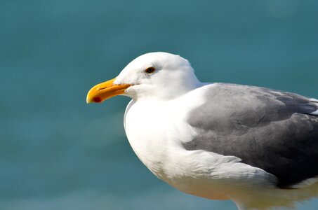 Nature seabird seaside