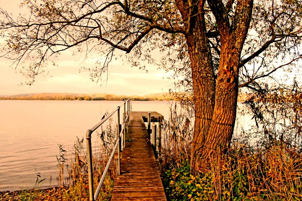 Nature trees landscape