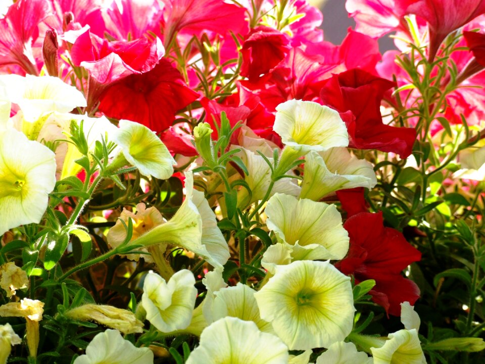 Flower geranium red flower
