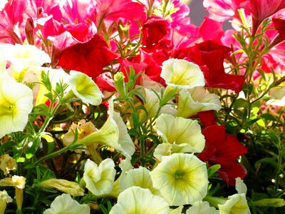 Flower geranium red flower photo