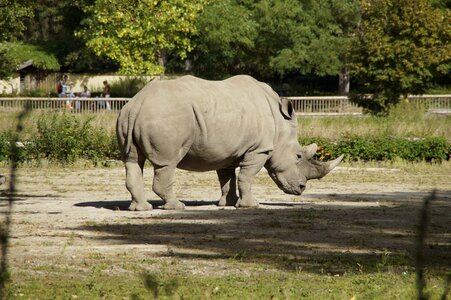 Zoo enclosure pachyderm