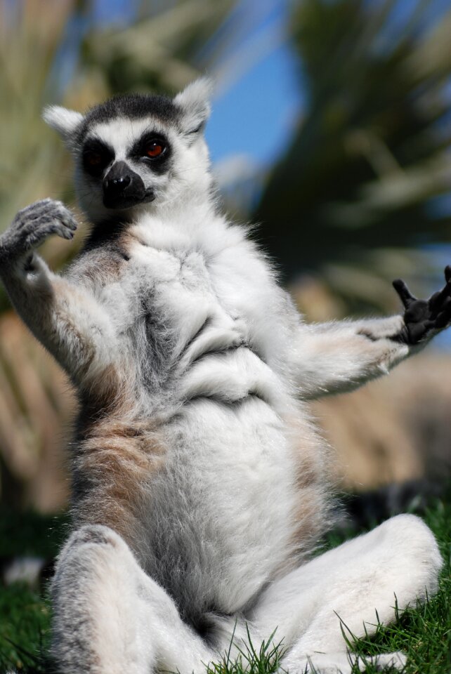 Zoo sitting animal portrait