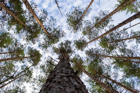 Crown forest bark