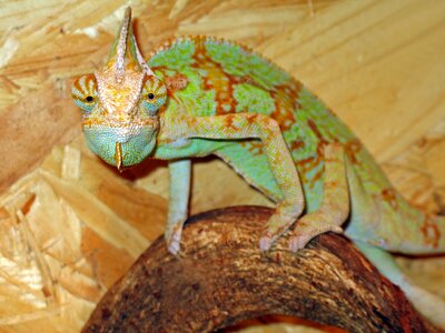 Colorful animal world insect eater