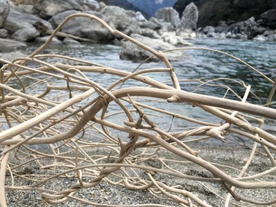 Babble wood the flow of the river