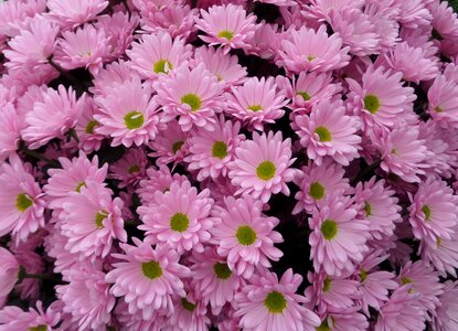 Petal flower blossom