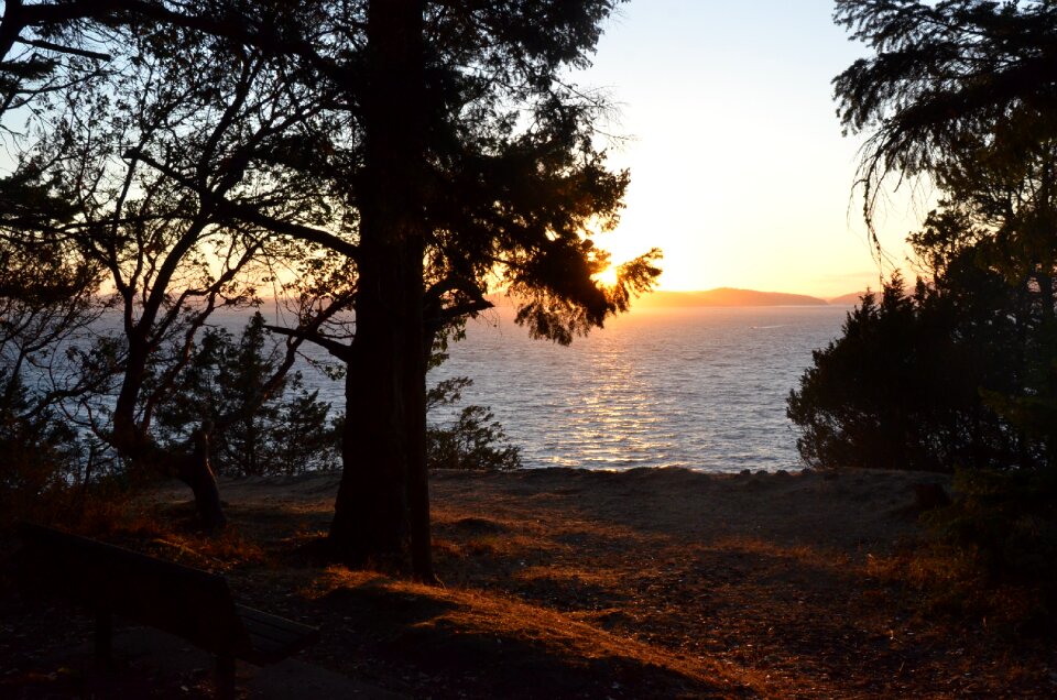 Sunset tree bench
