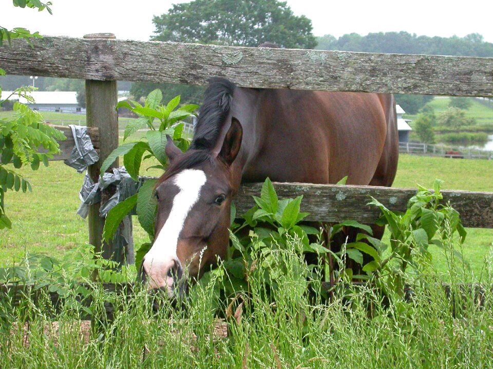 Eating grass pasture