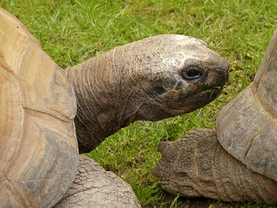 Sauropsida giant tortoise panzer