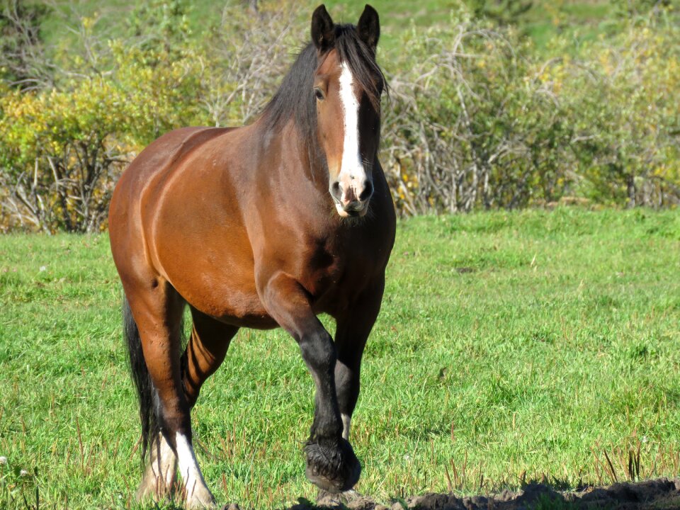Brown portrait ranch