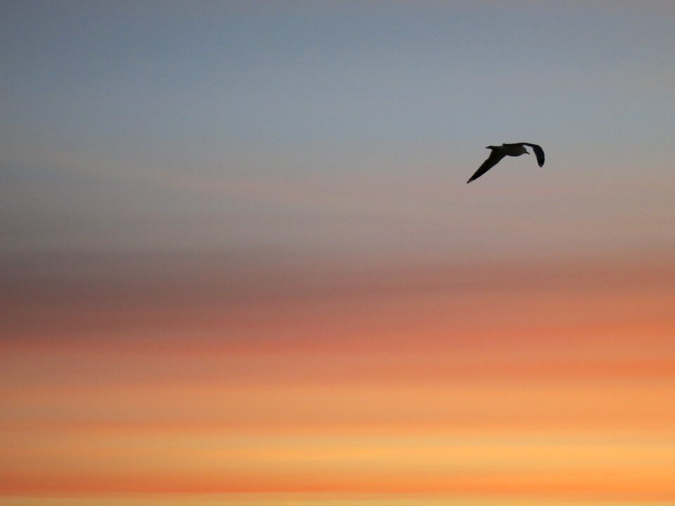 Evening sky seagul flight