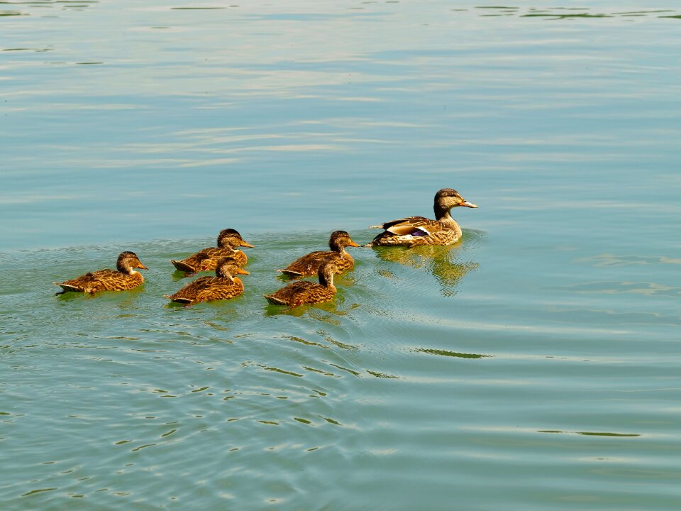 Family lake water photo