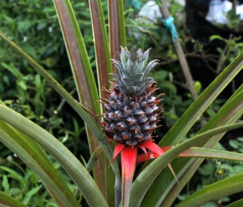Plant green pineapple