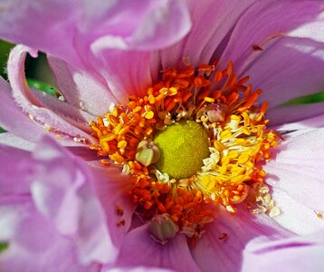 Windy ruffled autumn flower photo