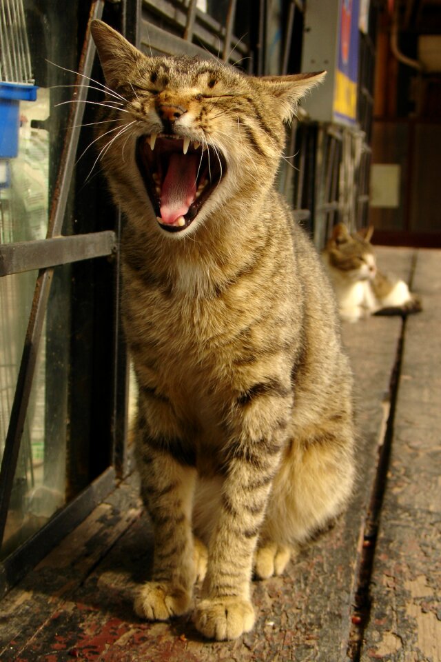 Tongue portrait yawn