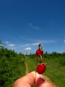 Strawberry summer Free photos