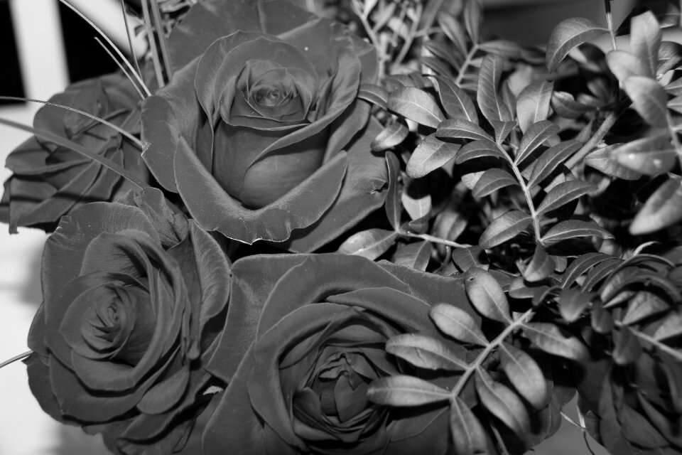 Flower roses bouquet