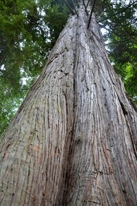 Tree trunk tall photo