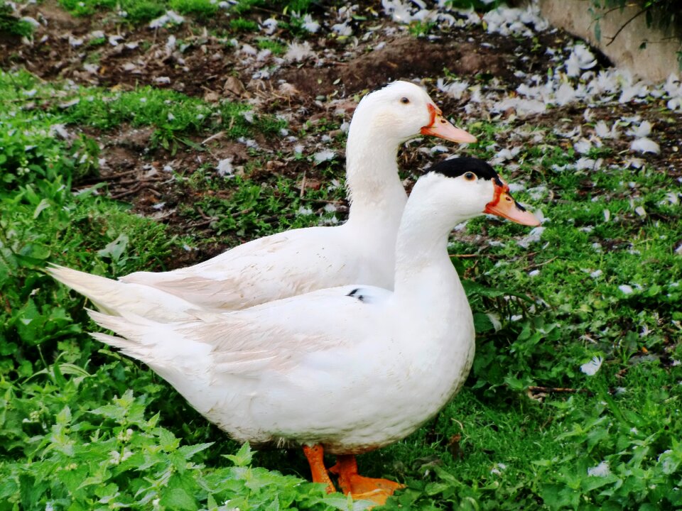 House geese animal white