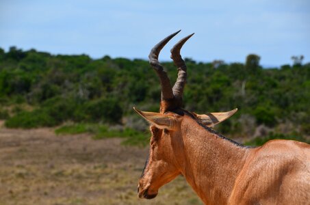 Close up bock horn