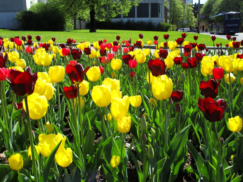 Garden botanical garden in oslo colorful public park