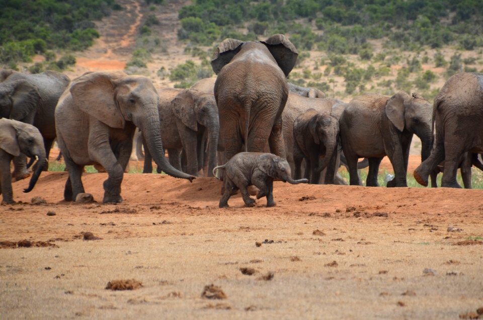 Safari elephant wild animal