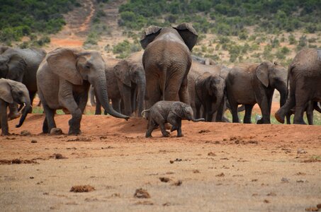 Safari elephant wild animal