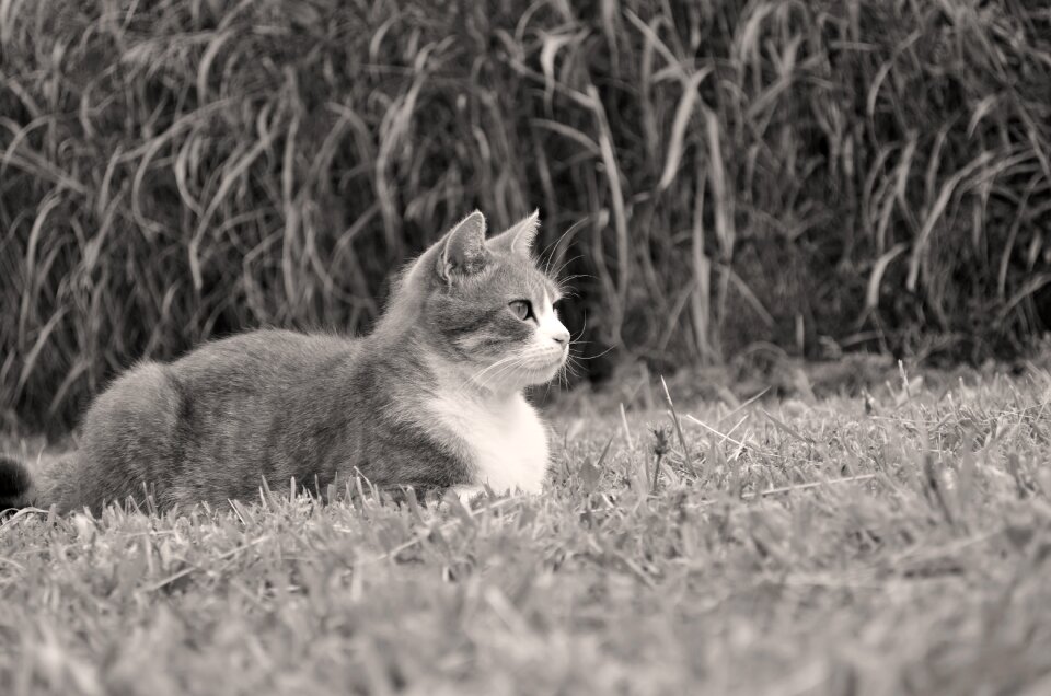 Portrait of cat animal kitten