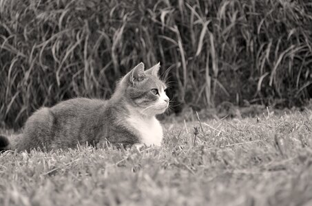 Portrait of cat animal kitten photo