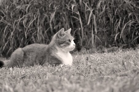 Portrait of cat animal kitten