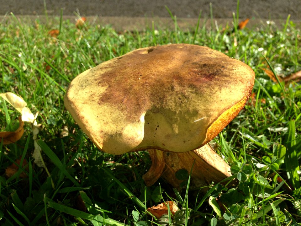 Fungus autumn
