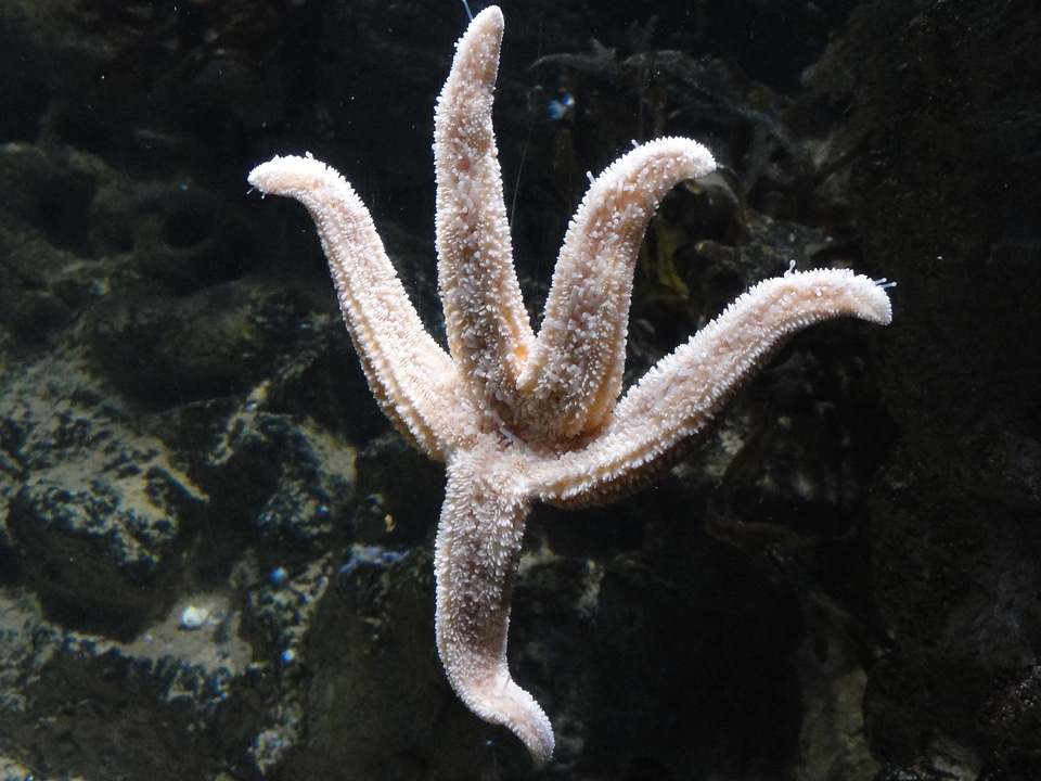 Sea marine underwater