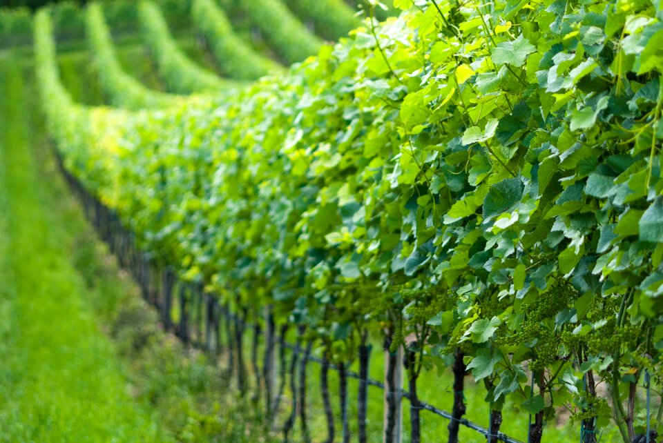 Grapes vine rebstock