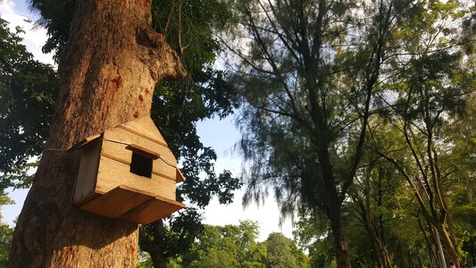 Natural tree wooden