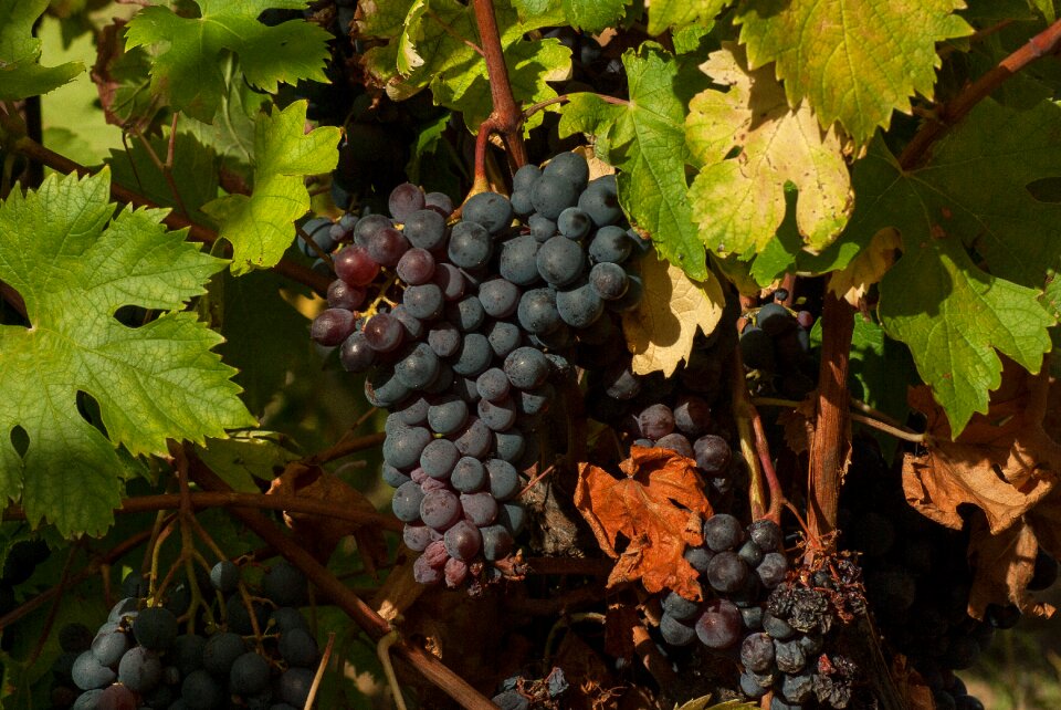Harvest vine vineyard