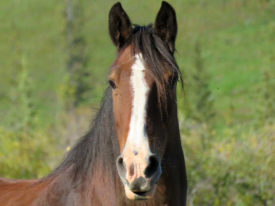 Brown portrait ranch