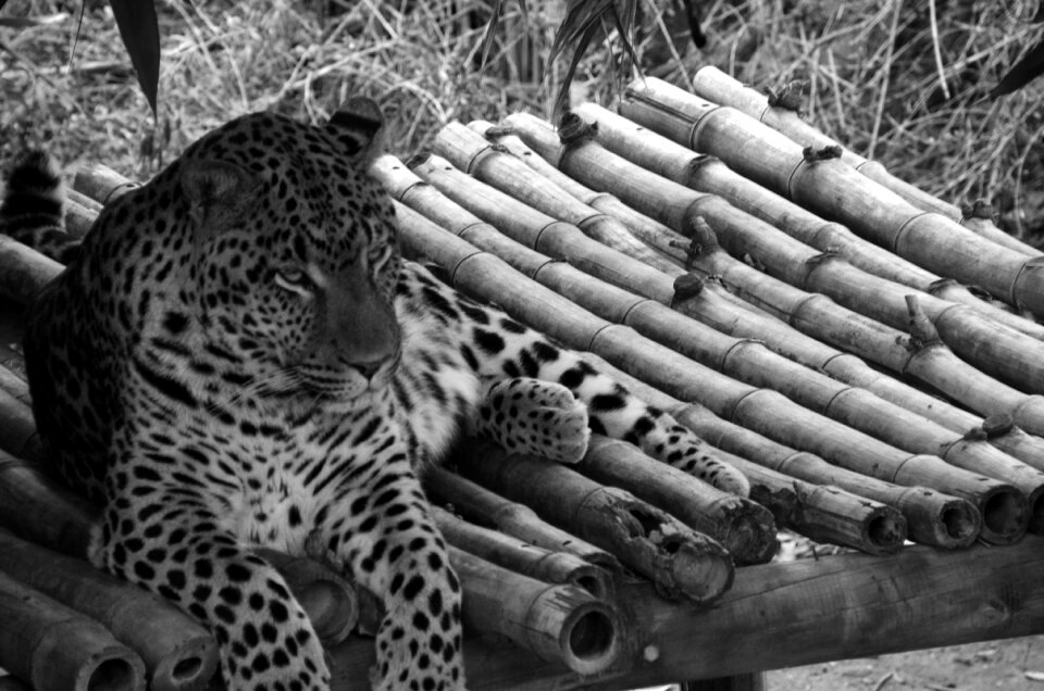 Black white recording full length portrait big cat
