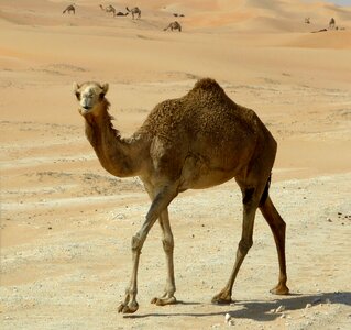Desert ship sand drought